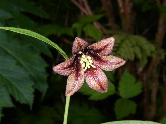Chocolate Lilly