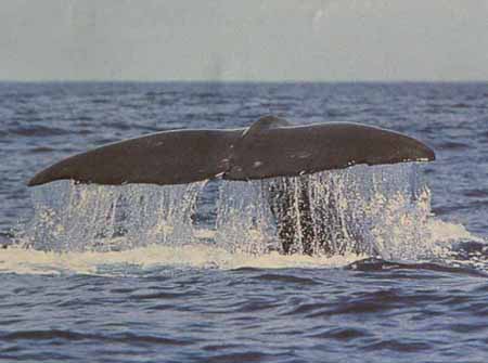 Coucou de baleine