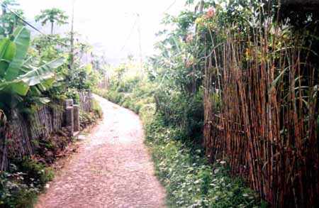 Route bordée de champs et de bambous