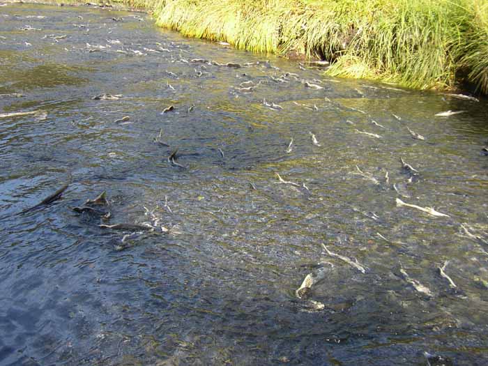 Galena Bay, les saumons remontent la rivière