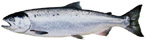 saumon coho ou argenté