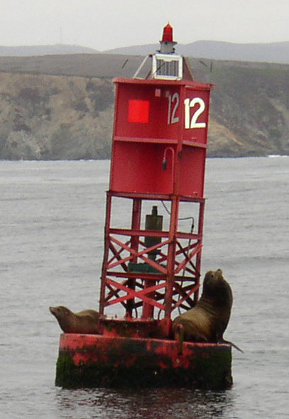 Fur sea lions